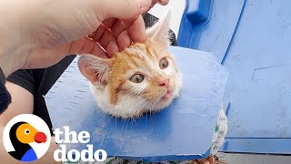 Crying Kitten Was Stuck In A Dumpster  The Dodo [upl. by Stephannie]