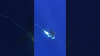 Sailfish tries spearmanning 😂 [upl. by Roderick]