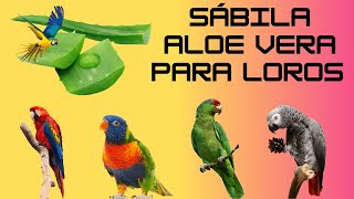 Aloe Vera para Loros  aves🦜 La Cura Milagrosa 🦜 REMEDIO NATURAL SOLUCIÓN PARA EL PICAJE [upl. by Jereld232]