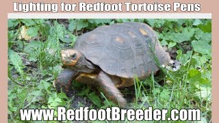 Lighting for Your Indoor Redfoot Tortoise Pen [upl. by Stuckey]