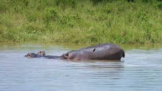 Hippos in Tanzania היפואים בטנזניה [upl. by Ailesor]