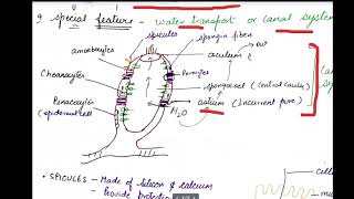 class 11 porifera [upl. by Joanie]