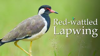 Red Wattled Lapwing Sound Vanellus indicus Nature Sounds [upl. by Ardnasirhc62]