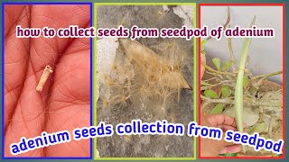 Adenium seeds harvestingcollection from seedpod adeniumdesertrose adenium shorts [upl. by Leihcey]