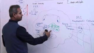 Immunology Neutrophil Lecture 3 Part 18 [upl. by Gladis]