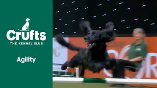 Small Dogs with Big Performances  Crufts 2022 [upl. by Tyler]