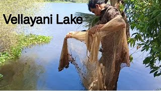 village fishing Vellayani Lake vellayanilake fishing kerala village [upl. by Yeargain]