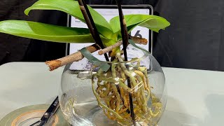 Transitioning An Orchid To Water Culture [upl. by Ocsirf]