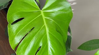 Monstera Split Leaf Philodendron New Leaf amp New Vase  July 28 2022 [upl. by Airetnahs3]