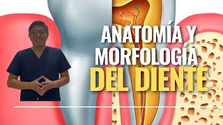 Anatomía y morfología del diente [upl. by Tireb]