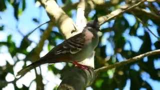 Crested Pigeon Ocyphaps lophotes  Spitzschopftaube 3 [upl. by Engapmahc]