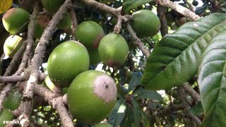 Episode 302 Green Sapote [upl. by Bartley]