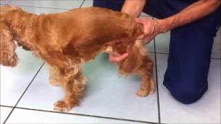 Paraplejia por Hernia de Disco Recuperada con Cirugia en Perro Dr Bugarin [upl. by Ennovahc]