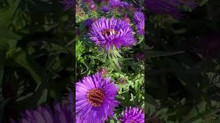 New England Asters flowers nature shorts [upl. by Nrubua]