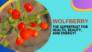 Wolfberry Wonders Discover the Powerful Health Benefits of Goji Berries [upl. by Zigmund]