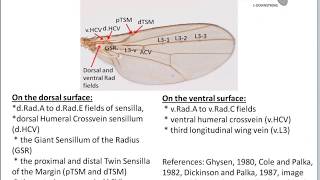 Campaniform sensilla of the Fly Wing [upl. by Gleason]