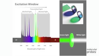 Molecular Probes Tutorial Series—Overview of Filters and Light Sources [upl. by Wavell]