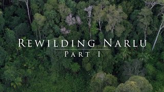 Rewilding Narlu part I [upl. by Gabbie]