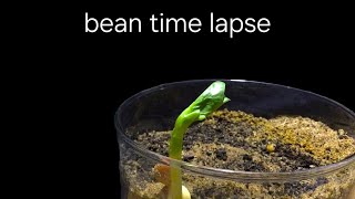 time lapse bean growing in soil for 25 days [upl. by Malvino]