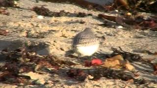 Bécasseau sanderling [upl. by Yolanda]