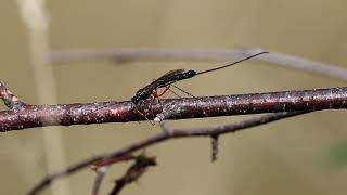 Ichneumon Wasp Ephialtes manifestator [upl. by Leifer589]