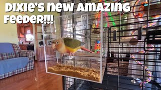 I bought Dixie an awesome no mess feeder 🦜 [upl. by Alisa]