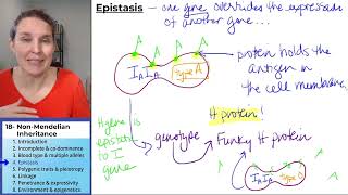 NonMendelian Inheritance 4 Epistasis [upl. by Akerdnuhs]