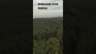 A mysterious journey through Newborough Forest drone dji nature travel aerial shorts [upl. by Danete]