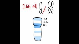 Por qué el cromosoma Y no ha desaparecido aún Historia genética y molecular evolutiva [upl. by Ellehcirt949]