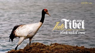 Into Tibet 2020 Blacknecked crane [upl. by Belicia]