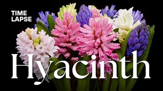 Timelapse Watch Hyacinth Flowers Bloom  Spring Flowering Bulbs [upl. by Kraus267]