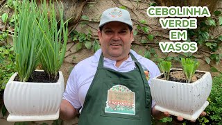 Como plantar cebolinha verde em vasos  dicas do jardineiro amador [upl. by Lleuqram813]