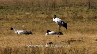 Highly endangered Blacknecked Cranes are protected in Bhutans Gangtey valley [upl. by Ainel]