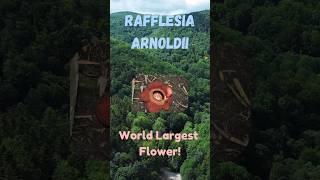 Rafflesia Arnoldii  Worlds largest flower rafflesia largestflower nature rafflesiaarnoldii [upl. by Melissa69]