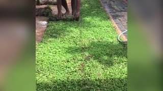 Lawn Malaysian Carpet Grass [upl. by Ginger]