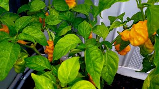 Pepper Plants UPDATE  2024 Hot Pepper Growing and Hurricane [upl. by Lela]