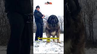 Caucasian Shepherd Dog  Beast from Georgia [upl. by Sproul]