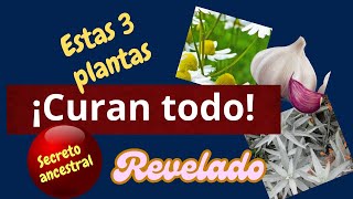 ¡CÚRATE CON ESTAS 3 PLANTAS NO FALLAN [upl. by Atworth]