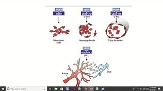 A Comparative Analysis of Vasculogenesis and Angiogenesis [upl. by Eniruam]