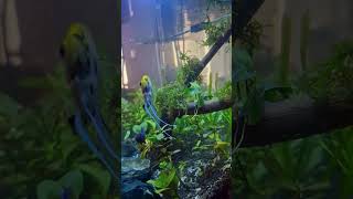 Aquascape Aquarium aquarium [upl. by Calvin]