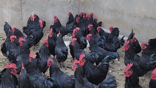 Black Australorp Hen Farming  Success Story  Ajwa Desi Hen Farming Gujarat [upl. by Aivull]