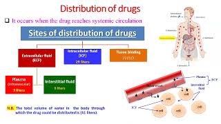 Lecture 2 Distribution of Drugs  Dr Elsayed Abdelhadi 2023  2024 [upl. by Glovsky]