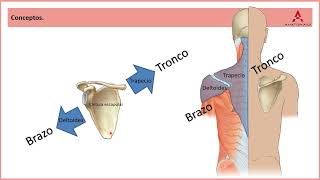 21 Huesos del hombro Clase de Anatomía Humana de Gray [upl. by Eolc485]