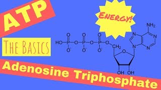 What is ATP amp Where Does ATP Come From [upl. by Ednalrym]