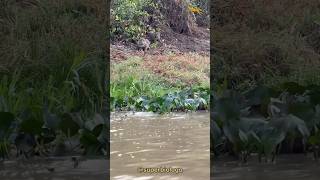 Nutria Jugando con Leopardos 🐆🤣 Final inesperado 🤣🤣🙉 [upl. by Onabru]