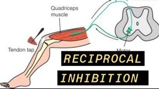 Reciprocal Inhibition [upl. by Nostrebor]