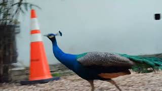 peacock walkthrough and flying wildlife Indian bird shortsvideo [upl. by Yrnehnhoj]