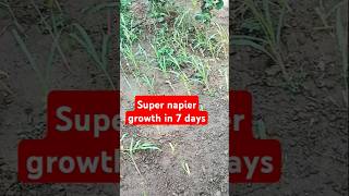 Super napier grass growth in 7days odisha napier cattlefarm cowfarm dairyfarm [upl. by Daveta]