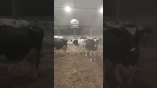 Last time doing this farming compost pack holsteins [upl. by Ivek]