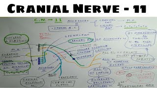 Cranial Nerve  11  Accessory Nerve  Neuro Anatomy  TCML [upl. by Ynnor932]